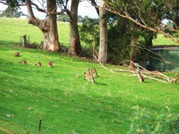 Kangaroos can be seen eating the grass and frolicking under the Karri trees from Mystique's balcony.