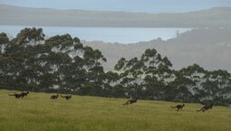 A photo of Western Grey Kangaroos bounding through the paddock.