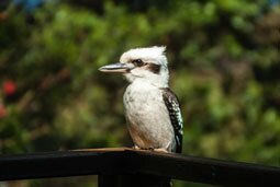 A photo of a Kookaburra perched on the hand rail of the veranda, they are not native to WA but are here now.