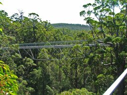 A photo of the suspension bridge among the tops of the trees at The Valley Of The Giants Tree Top Walk